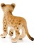 Wild Life Yavru Aslan 3