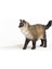 Ragdoll Kedi 3