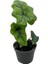 Alocasia Jacklyn (Fil Kulağı) 1