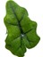 Alocasia Jacklyn (Fil Kulağı) 2