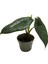 Alocasia Scalprum (Fil Kulağı) 1
