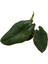 Alocasia Scalprum (Fil Kulağı) 2