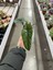 Alocasia Scalprum (Fil Kulağı) 3