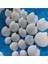 Karışık 75GR Deniz Kabukları, Teraryum ve Akvaryum Süsü, 1,5-2,5cm, Ufak Çeşitler 3