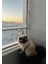 Balkon ve kedi koruma filesi, 2,5x5,5 m, şık ve dayanıklı beyaz tasarım 4