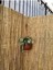 50 x 500 Kamış Çit Bambu Çit Balkon Çit 50CMX5 Metre Yükseklik 50CM En 5 Metre Doğal Kamış Gölgelik 2
