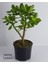 Bonsai Crassula Ovata Para Ağacı 1cm SAKSIDA10-20 cm 1