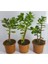 Bonsai Crassula Ovata Para Ağacı Fidanı 8 cm Saksıda (1 Adet ) 1