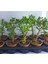 Bonsai Crassula Ovata Para Ağacı Fidanı 8 cm Saksıda (1 Adet ) 2