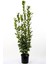 Yeşil Defne Fidanı Tüplü 20-30 cm 1