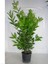 Yeşil Defne Fidanı Tüplü 20-30 cm 5