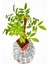 Mor Salkım Çiçeği Sarmaşık ( Wisteria Sinensis) 40-50 cm 2