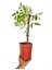 Mor Salkım Çiçeği Sarmaşık ( Wisteria Sinensis) 40-50 cm 3