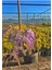 Mor Salkım Çiçeği Sarmaşık ( Wisteria Sinensis) 40-50 cm 4