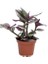 Pembe Telgraf Çiçeği Tradescantia Nanouk 15-25 cm 3