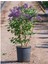 Kokulu Leylak Çiçeği Fidanı 1 Adet 40-80 cm (Syringa) 2