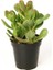 Para Ağacı Çiçeği Fidanı Kaktüs Sukulent 10-20 cm 4
