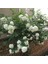 Kartopu Çiçeği (Viburnum Lucidum) Fidanı 40-80 cm 1