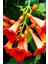 Acem Borusu - Campsis Radicans 30-60 cm 1