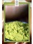 Gotu Kola Tozu 50 gr, Premium Herbal Powder | Vegan | Katkısız 3