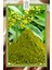 Gurmar (Gymnema Sylvestre) Tozu 50 gr, Gurmar Powder | Vegan | Katkısız 3