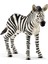 Wild Life Yavru Zebra 1