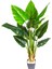 Yapay Beryl Tree Gerçek Dokulu 12 Yaprak 135 Cm. 1