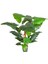 Yapay Alocasia - Fil Kulağı Ağacı Gerçek Dokulu 16 Yaprak 150 Cm. 1