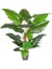 Yapay Alocasia - Fil Kulağı Ağacı Gerçek Dokulu 16 Yaprak 150 Cm. 2