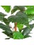 Yapay Alocasia - Fil Kulağı Ağacı Gerçek Dokulu 16 Yaprak 150 Cm. 3