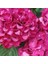 Pembe Ortanca (30-50 Cm) 1