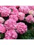 Pembe Ortanca (30-50 Cm) 2