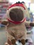 Capybara Peluş Oyuncak 1