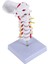 Servikal Vertebra Arteria Omurga Omurga Sinirleri Anatomik Model Bilim Sınıfı Çalışması Için Anatomi Gösterim Öğretim Modeli (Yurt Dışından) 2