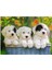 200 Parça Puzzle Puppies 127658 2