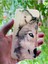 iPhone 6 / 6s Uyumlu Kılıf Kurt Desenli Baskılı Silikon 1