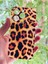 iPhone 14 Pro Kılıf Leopar Desenli Baskılı Silikon 1