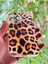 iPhone 14 Pro Kılıf Leopar Desenli Baskılı Silikon 2