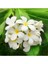 Masaj Yağı Yasemin Aromalı Aromaterapi 50 ml x 2 Adet 3