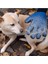 Kedi ve Köpekler Için Sağ El Tüy Toplama Eldiveni, Pratik ve Kullanışlı Tasarım 4