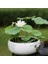 Murat Tohum Beyaz Kase Lotus Çiçeği Tohumu Lotus Tohumu 5 Adet Tohum 1