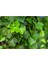 Duvar Sarmaşığı ( Hedera Helix ) 20-50 cm Kaya Sarmaşığı Fidanı 1