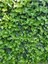 Duvar Sarmaşığı ( Hedera Helix ) 20-50 cm Kaya Sarmaşığı Fidanı 2