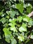 Duvar Sarmaşığı ( Hedera Helix ) 20-50 cm Kaya Sarmaşığı Fidanı 4