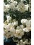 Beyaz Zakkum Çiceği Fidanı 30-60 cm 2