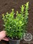 Sütun Taflan Çit Bitkisi Roket Şimşir Fidanı Green Spire 10-20 cm 1
