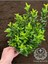 Sütun Taflan Çit Bitkisi Roket Şimşir Fidanı Green Spire 10-20 cm 2