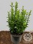 Sütun Taflan Çit Bitkisi Roket Şimşir Fidanı Green Spire 10-20 cm 4