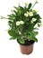 Sarı Dikenler Tacı Japon Iğnesi Euphorbia Milli Fidanı 10-20 cm 1