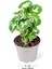Melek Kanadı Çiçeği Syngonium Pixie 2 Adet 10-20 cm 2